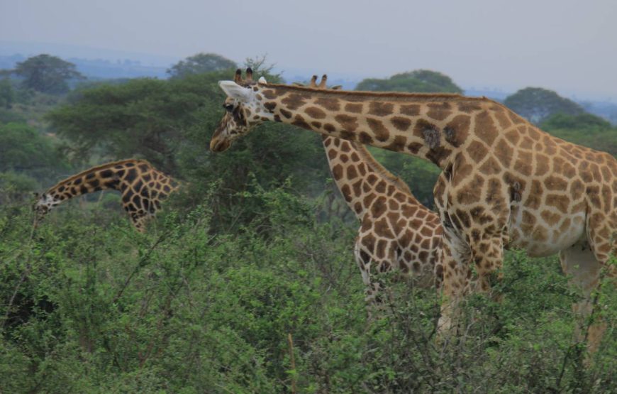 10 Days Experience Uganda’s Exclusive Gorillas and Wildlife ( Private tour)