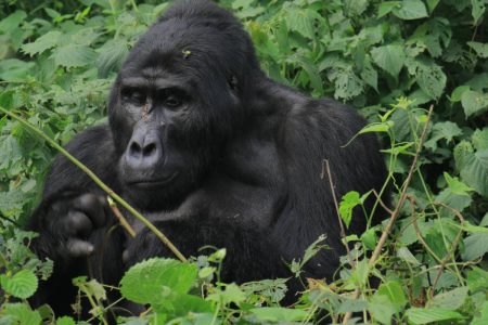 10 Days Experience Uganda’s Exclusive Gorillas and Wildlife ( Private tour)