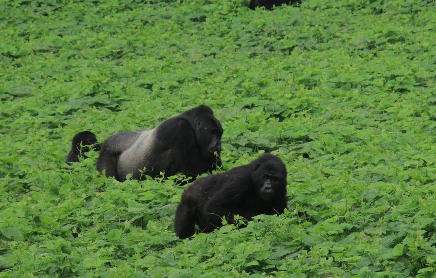 10 Days Experience Uganda’s Exclusive Gorillas and Wildlife ( Private tour)