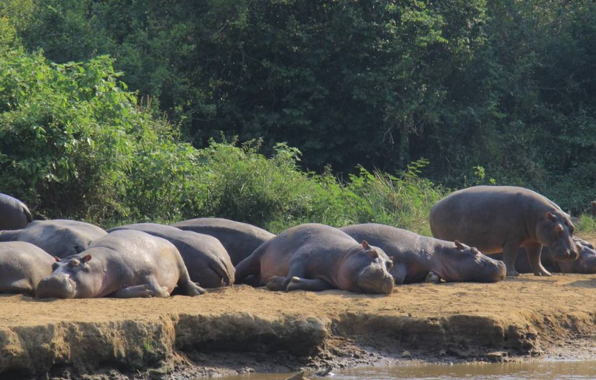 10 Days Experience Uganda’s Exclusive Gorillas and Wildlife ( Private tour)