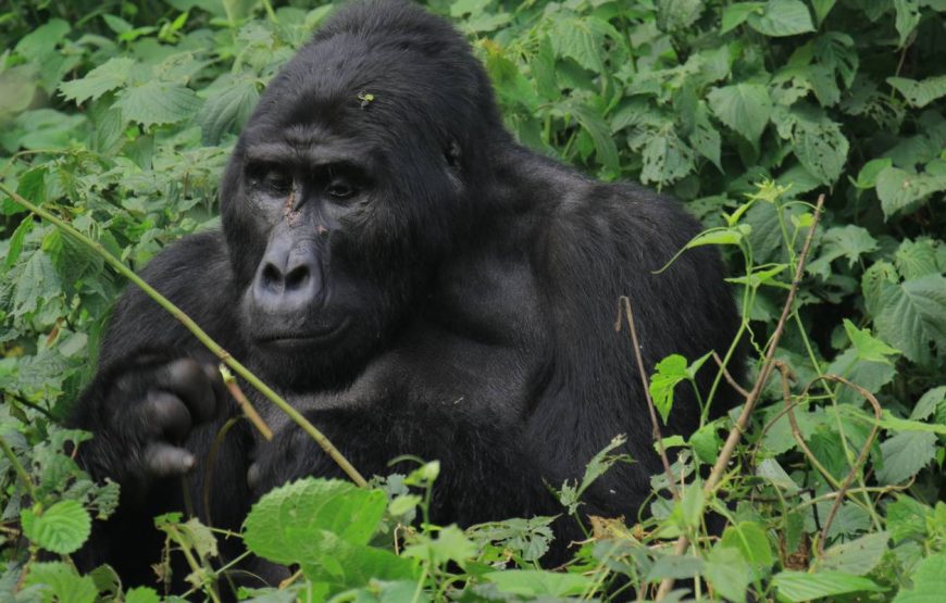10 Days Experience Uganda’s Exclusive Gorillas and Wildlife ( Private tour)